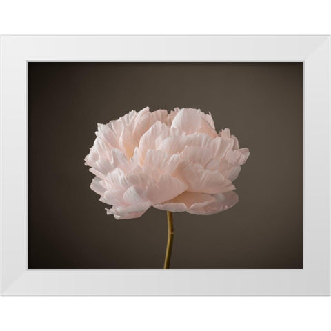 Peony flower White Modern Wood Framed Art Print by Frank, Assaf
