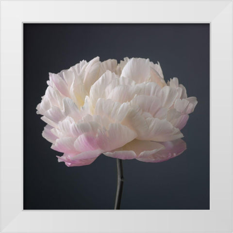 Peony flower White Modern Wood Framed Art Print by Frank, Assaf