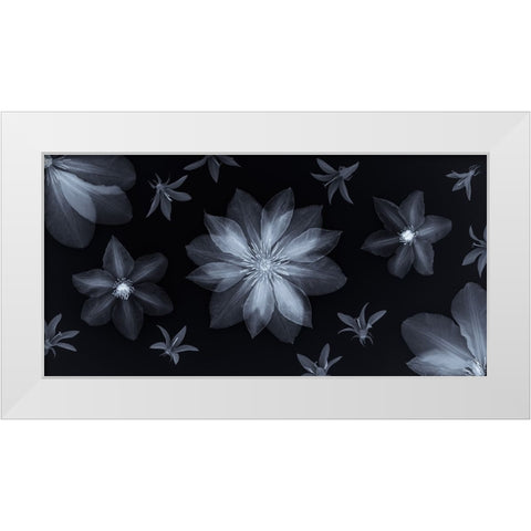 Clematis flowers White Modern Wood Framed Art Print by Frank, Assaf