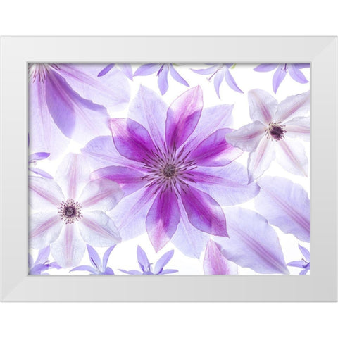 Clematis flowers White Modern Wood Framed Art Print by Frank, Assaf