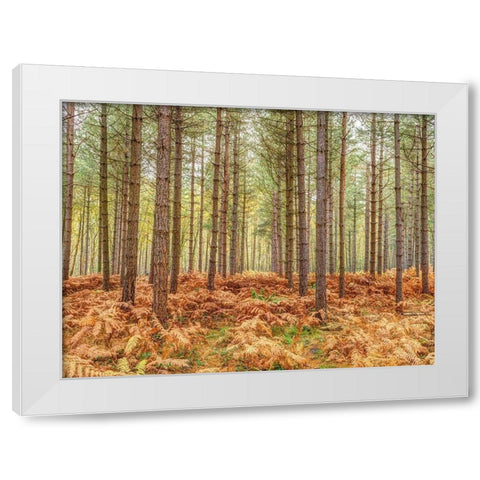 Tall trees in Autumn forest White Modern Wood Framed Art Print by Frank, Assaf