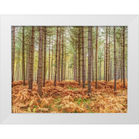 Tall trees in Autumn forest White Modern Wood Framed Art Print by Frank, Assaf