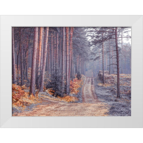 Road through Autumn forest White Modern Wood Framed Art Print by Frank, Assaf
