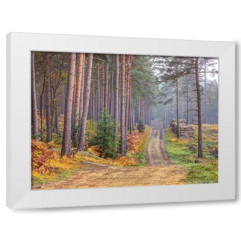 Road through Autumn forest White Modern Wood Framed Art Print by Frank, Assaf