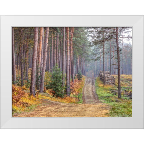 Road through Autumn forest White Modern Wood Framed Art Print by Frank, Assaf