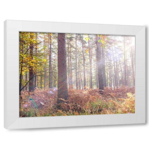 Sun rays in forest White Modern Wood Framed Art Print by Frank, Assaf