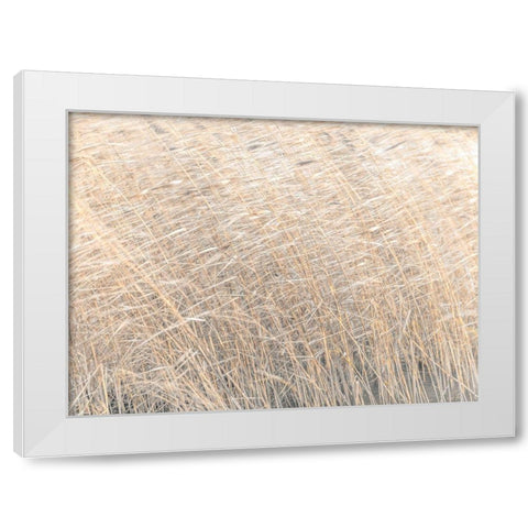 Brown reeds growing in water White Modern Wood Framed Art Print by Frank, Assaf
