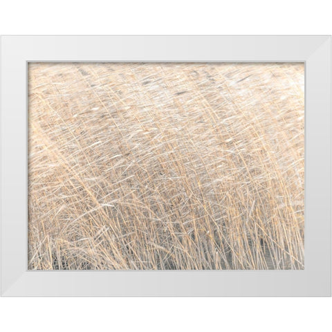 Brown reeds growing in water White Modern Wood Framed Art Print by Frank, Assaf