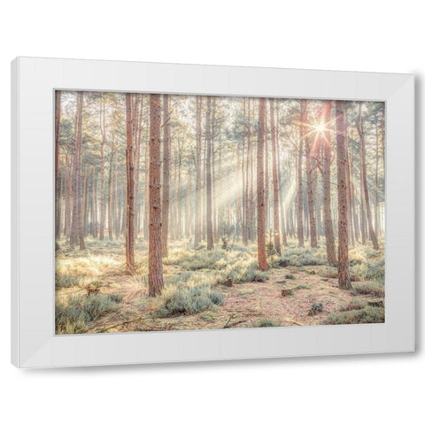 Misty forest with sunrays White Modern Wood Framed Art Print by Frank, Assaf