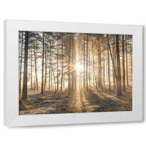 Misty forest with sunrays White Modern Wood Framed Art Print by Frank, Assaf