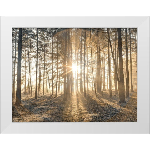 Misty forest with sunrays White Modern Wood Framed Art Print by Frank, Assaf