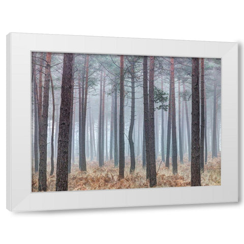 Misty forest with tall trees White Modern Wood Framed Art Print by Frank, Assaf
