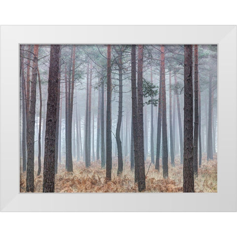 Misty forest with tall trees White Modern Wood Framed Art Print by Frank, Assaf