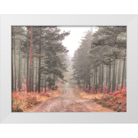 Pathway through misty forest, FTBR 1847 White Modern Wood Framed Art Print by Frank, Assaf