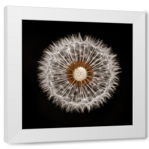 Dandelion Clock over black background White Modern Wood Framed Art Print by Frank, Assaf