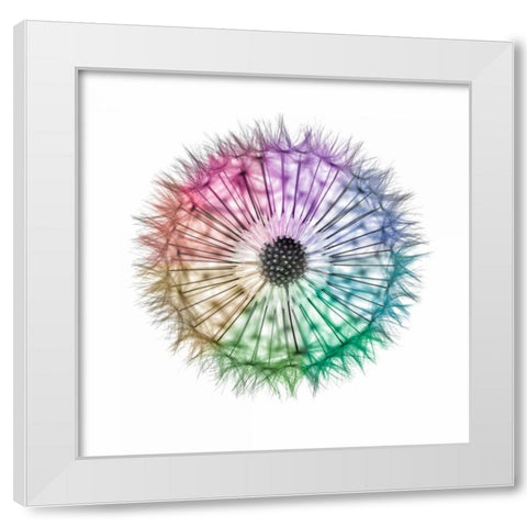 Dandelion Clock over white background White Modern Wood Framed Art Print by Frank, Assaf