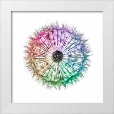 Dandelion Clock over white background White Modern Wood Framed Art Print by Frank, Assaf