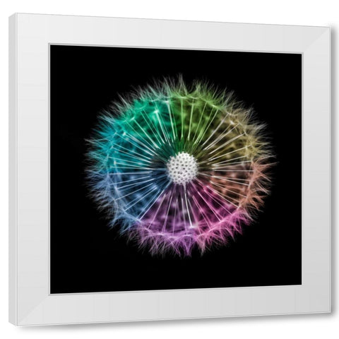 Dandelion Clock over black background White Modern Wood Framed Art Print by Frank, Assaf