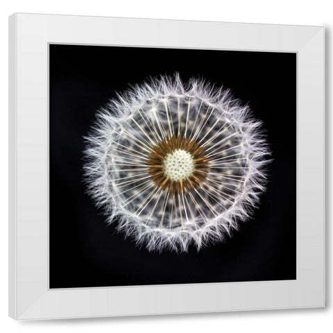 Dandelion Clock White Modern Wood Framed Art Print by Frank, Assaf