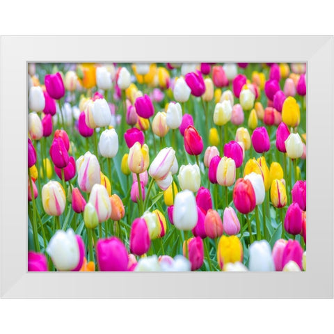 Tulips in garden White Modern Wood Framed Art Print by Frank, Assaf