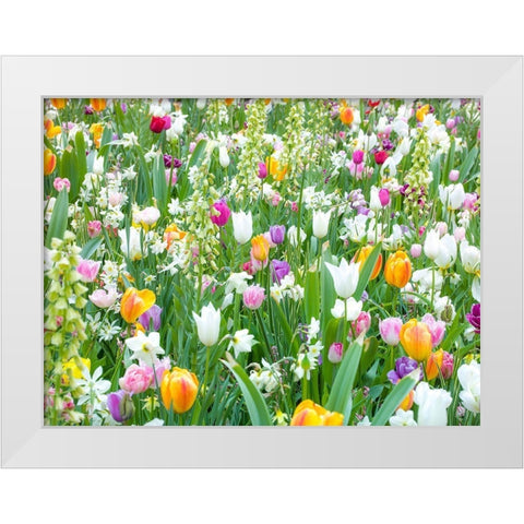 Colorful Tulip flowers White Modern Wood Framed Art Print by Frank, Assaf