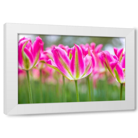 Colorful Tulip flowers White Modern Wood Framed Art Print by Frank, Assaf