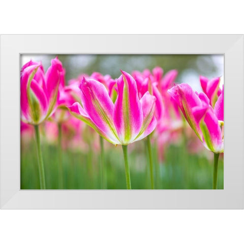 Colorful Tulip flowers White Modern Wood Framed Art Print by Frank, Assaf