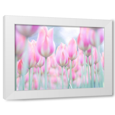 Colorful Tulip flowers White Modern Wood Framed Art Print by Frank, Assaf