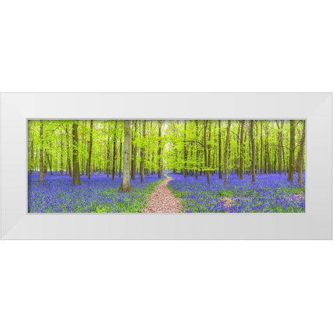Bluebells White Modern Wood Framed Art Print by Frank, Assaf