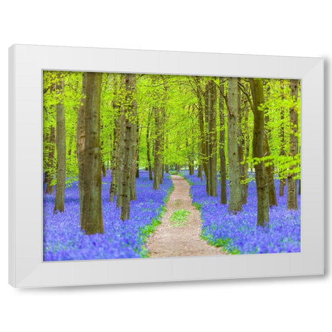 Bluebell path White Modern Wood Framed Art Print by Frank, Assaf