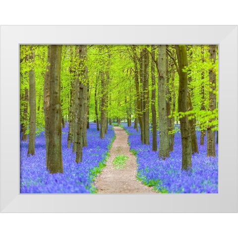 Bluebell path White Modern Wood Framed Art Print by Frank, Assaf