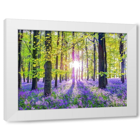 Bluebells White Modern Wood Framed Art Print by Frank, Assaf