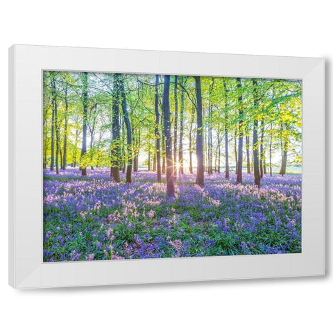Bluebells White Modern Wood Framed Art Print by Frank, Assaf