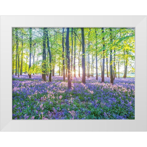 Bluebells White Modern Wood Framed Art Print by Frank, Assaf