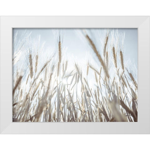 Sun rays through barley filed White Modern Wood Framed Art Print by Frank, Assaf