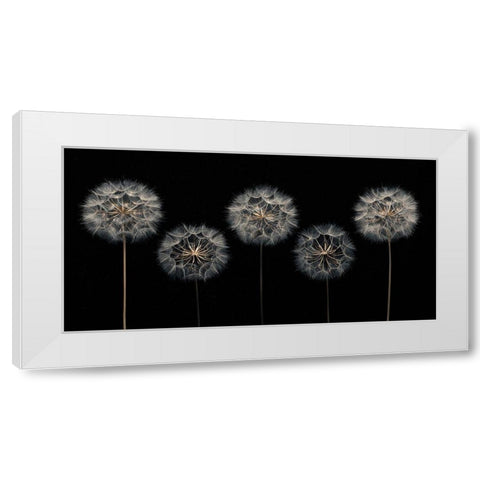 Dandelion flowers over black background White Modern Wood Framed Art Print by Frank, Assaf