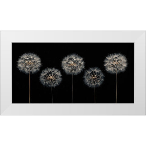 Dandelion flowers over black background White Modern Wood Framed Art Print by Frank, Assaf