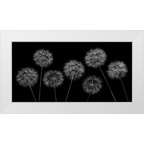 Dandelion flowers over black background White Modern Wood Framed Art Print by Frank, Assaf