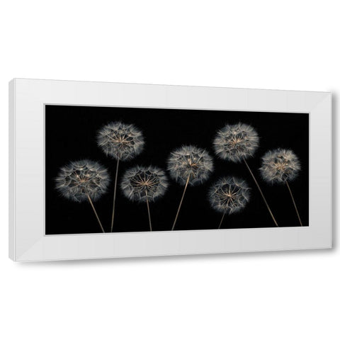 Dandelion flowers over black background White Modern Wood Framed Art Print by Frank, Assaf