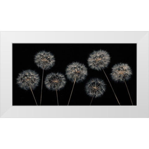 Dandelion flowers over black background White Modern Wood Framed Art Print by Frank, Assaf