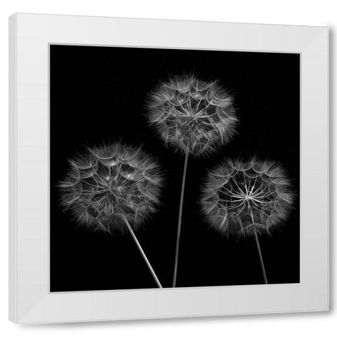 Dandelion flowers over black background White Modern Wood Framed Art Print by Frank, Assaf