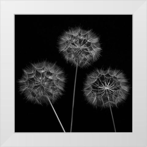 Dandelion flowers over black background White Modern Wood Framed Art Print by Frank, Assaf