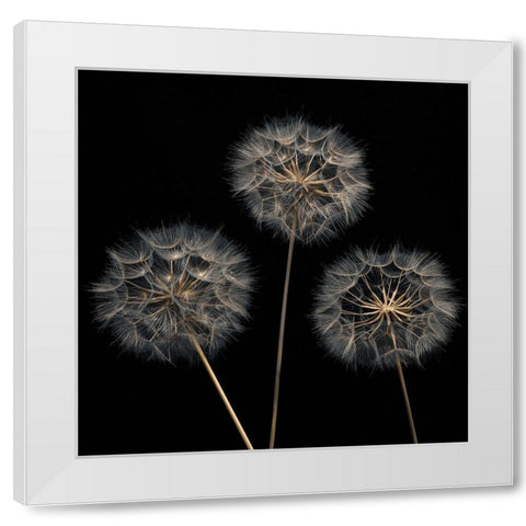 Dandelion flowers over black background White Modern Wood Framed Art Print by Frank, Assaf