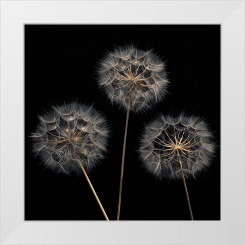 Dandelion flowers over black background White Modern Wood Framed Art Print by Frank, Assaf