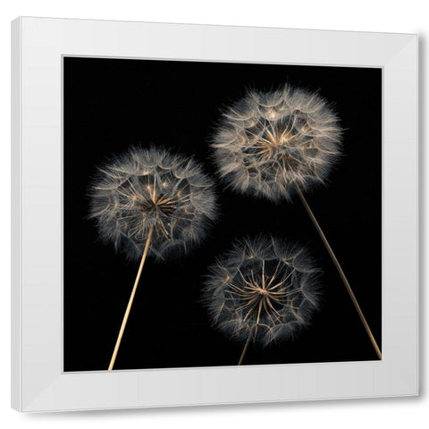 Dandelion flowers over black background White Modern Wood Framed Art Print by Frank, Assaf