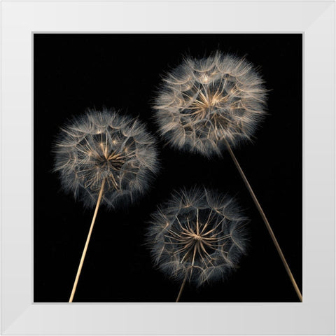 Dandelion flowers over black background White Modern Wood Framed Art Print by Frank, Assaf