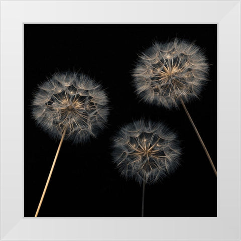 Dandelion flowers over black background White Modern Wood Framed Art Print by Frank, Assaf