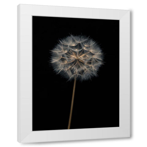 Dandelion flower over black background White Modern Wood Framed Art Print by Frank, Assaf