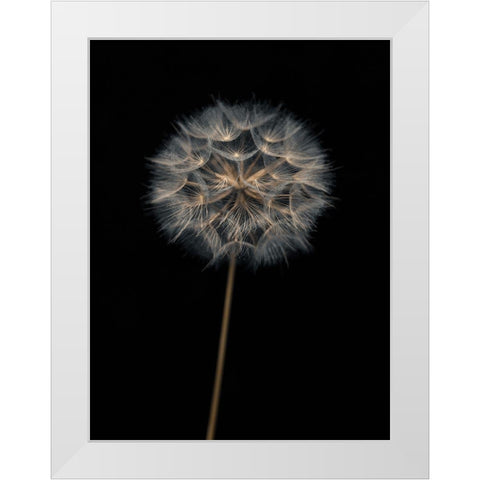 Dandelion flower over black background White Modern Wood Framed Art Print by Frank, Assaf