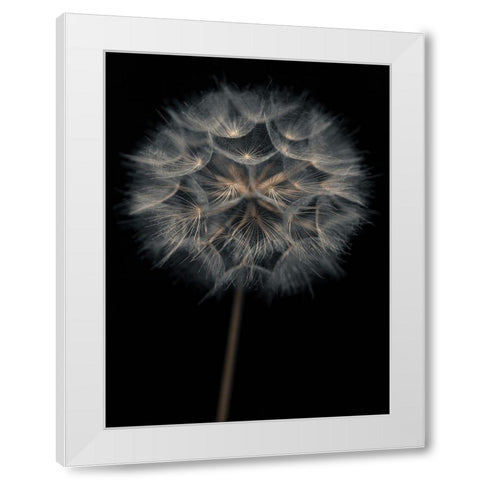Dandelion flower over black background White Modern Wood Framed Art Print by Frank, Assaf